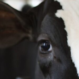 Badger Dairy Insight (BDI)