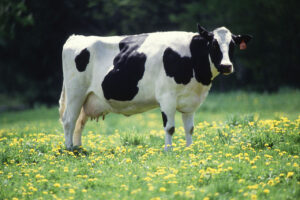 Green & Lafayette County Dairy Modernization Tours