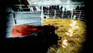 Producing Quality Beef Workshops