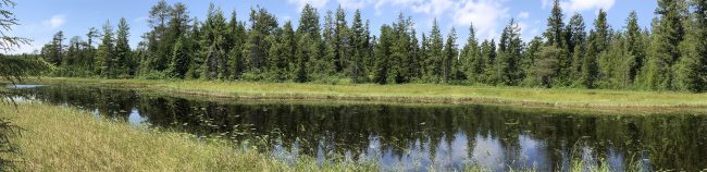 Photo of river with pine trees along the far bank, and blue sky