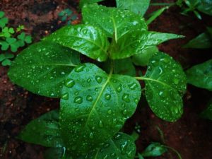 Foundations of Gardening Course