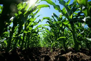 Nutrient Management Farmer Education Training – Feb. 13 & 20, 2026
