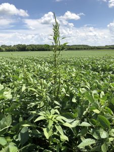 Waterhemp Management Plot Tours – August 7