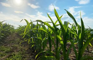 Badger Crops & Soils Update Meeting in Monroe – Dec. 3