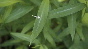 Invasive Stiltgrass Found in Rock County