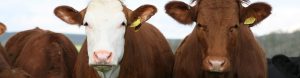 Save a Calf, Save a Cow