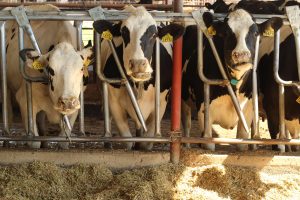 AI Training for Beef & Dairy Producers – Mar. 25-26, 2026