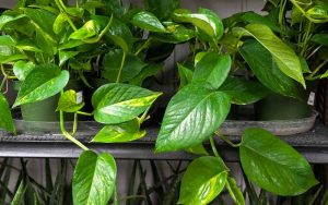 Free Online Programs for Wisconsin Gardeners