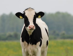 Raising the Bar: Building Better Heifers – December 1-4